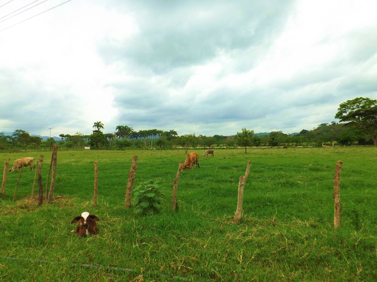 #238126 - Hacienda / Finca / Granja para Venta en Montalbán - G