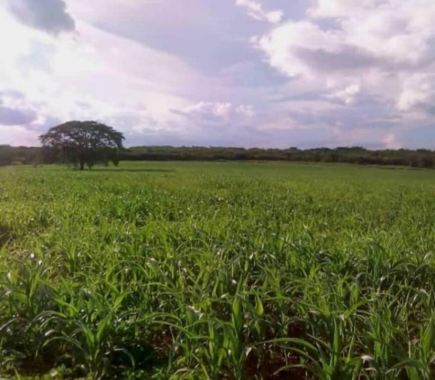 #279316 - Hacienda / Finca / Granja para Venta en Valencia - G