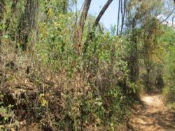 Terreno para Venta en  Naguanagua - 5