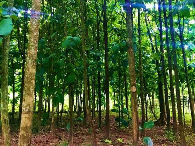 #224786 - Hacienda / Finca / Granja para Venta en Montalbán - G