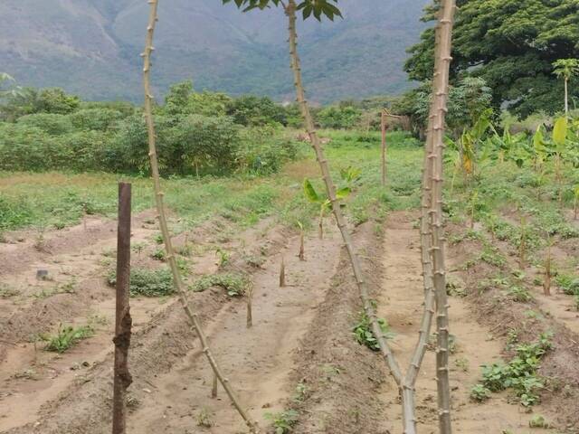 #277366 - Terreno para Venta en Guacara - G - 3