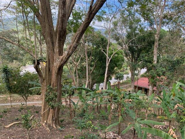#279608 - Hacienda / Finca / Granja para Venta en Bejuma - G - 2