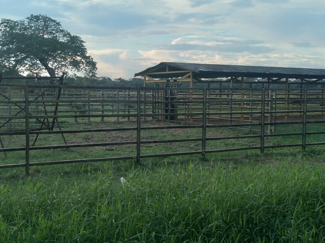 #26139 - Terreno para Venta en Cojedes - H - 2