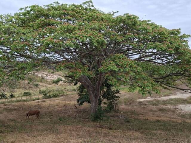 #326276 - Hacienda / Finca / Granja para Venta en Puerto Cabello - G - 2