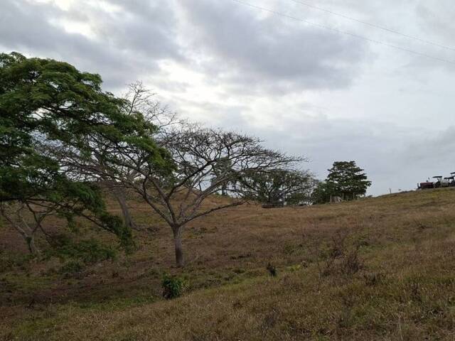 #326276 - Hacienda / Finca / Granja para Venta en Puerto Cabello - G - 3
