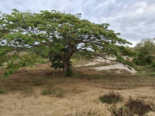 Hacienda / Finca / Granja para Venta en Puerto Cabello - 5
