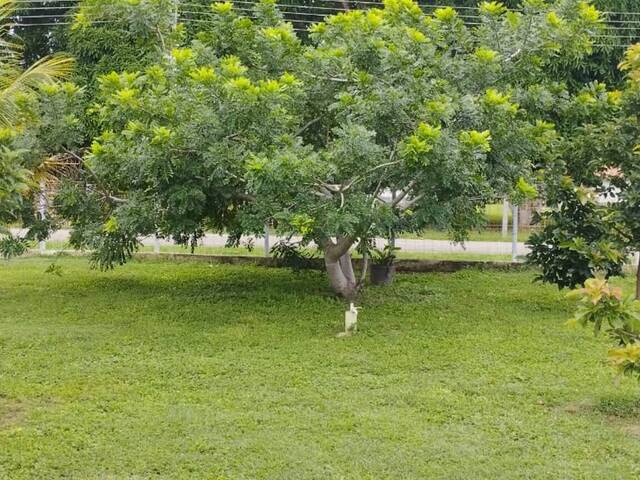 #327950 - Terreno para Venta en Tocuyito - G - 2