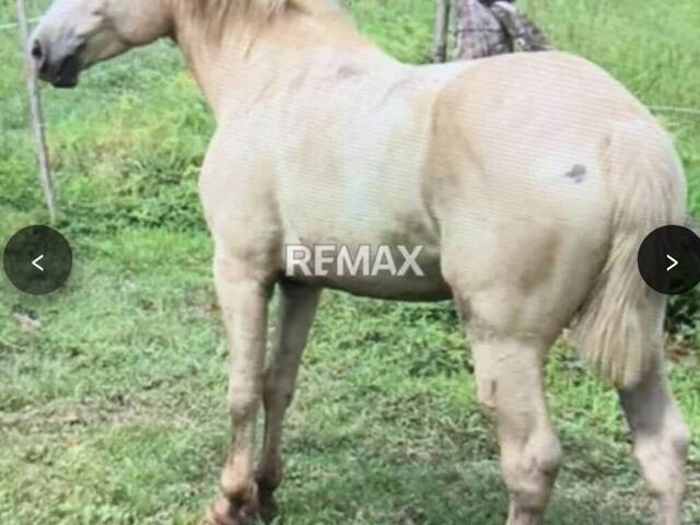 #329287 - Hacienda / Finca / Granja para Venta en Valencia - G - 3